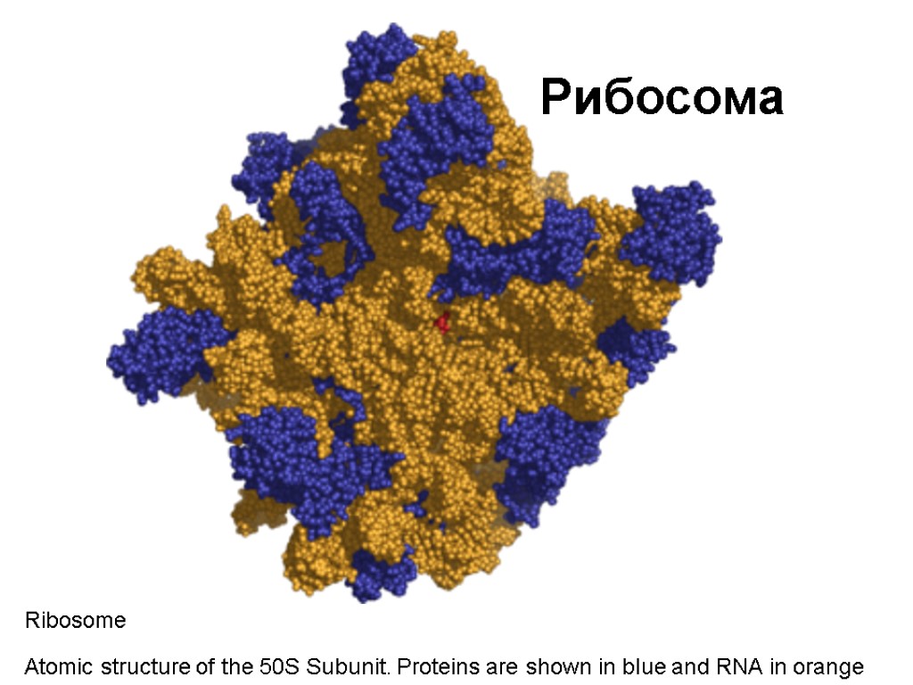 Рибосома Ribosome Atomic structure of the 50S Subunit. Proteins are shown in blue and